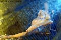 Foto Annuncio Escort Rieti Alina Ranieri - 37