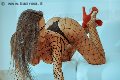 Foto Annuncio Trans Palermo Alessandra Fogaca - 28