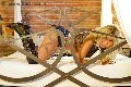 Foto Annuncio Transescort Parma Monica Kicelly - 25